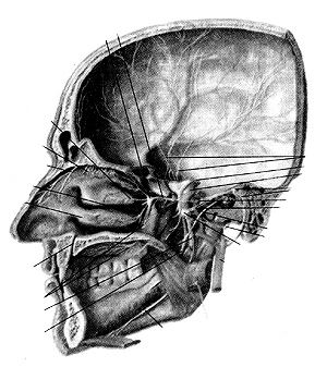 Тройничный нерв (nervus trigeminus) и его ветви